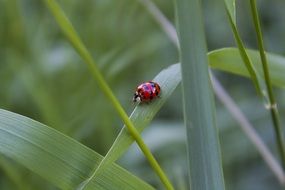 magnificent Ladybug