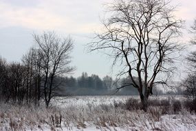 morning in wintry forest
