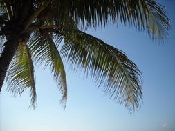 Palm Tree branch in Jamaica closeup