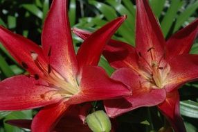 bright red lilies