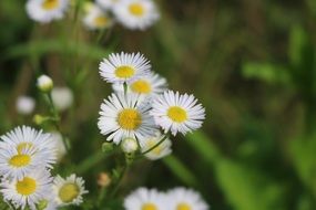 wild daisies with pointed petals close-up