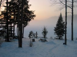 fog in the forest in the morning in winter