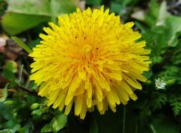 Dandelion Dandelion Flower Flower