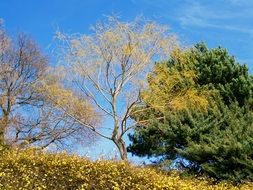 early spring landscape
