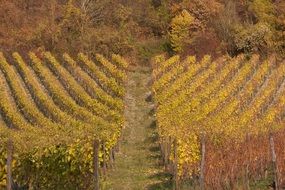 golden vineyards at forest