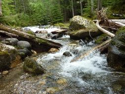 Drift Wood on a rocks