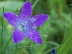 purple open bellflower at green background, macro