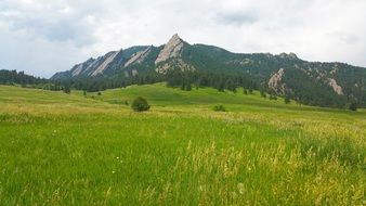 green meadow in a mountain landscape