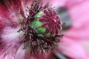 Closeup photo of pistil
