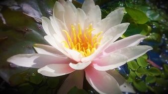 closeup of a pale pink water lily