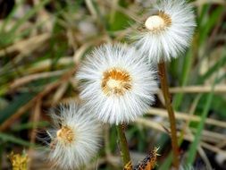 three dandelions with fluffy seeds