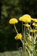 fluffy yellow dandelions