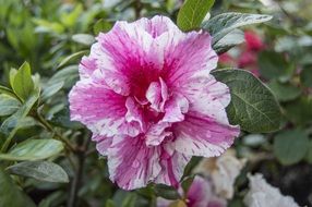 pink-white flower of a garden plant