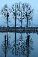 trees on the embankment of Lake Constance in the city of Bregenz