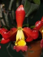 Orchid Flower Bright yellow red
