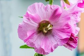 pale pink mallow closeup