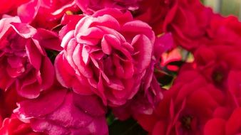 Flower Rose Pink Rose Blossom