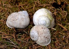 white seashells on dry grass