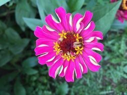 Colorful Zinnia Flowers close-up on blurred background