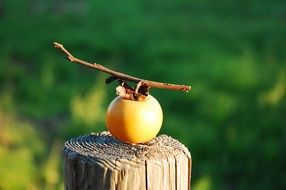 Persimmon in the autumn