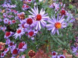 A lot of the beautiful colorful Pillow Aster flowers in autumn