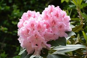 chic Rhododendron Flower