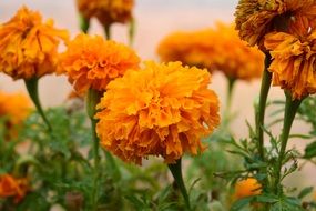 calendula like orange spherical flowers
