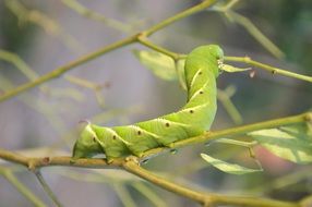 big green Caterpillar on branch, macro