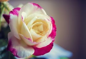 Red Yellow Rose flower Macro