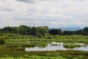 pond among green thickets