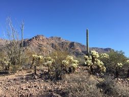 Desert Cactus Arizona Nature view