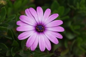 pale purple daisy close-up