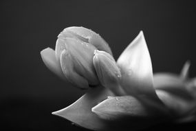 black and white picture of tulip bud