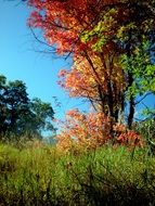 colorful trees autumn season