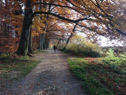 autumn Forest path view