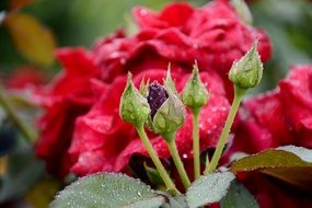 red roses with buds in drops of water close-up