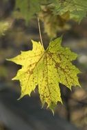 green leaf on autumn tree