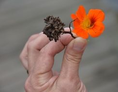 orange flower of the South Africa