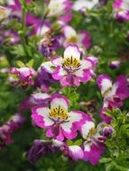purple white butterfly flowers