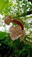 stunningly beautiful Tropical Flower