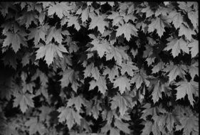 black and white photo of maple leaf