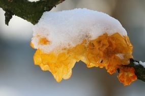 Tremella Mesenterica Tree