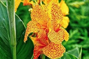 Yellow and red canna flowers close up