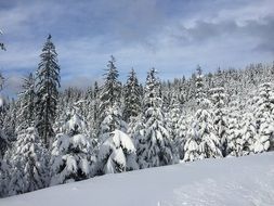 landscape of evergreen forest at Winter