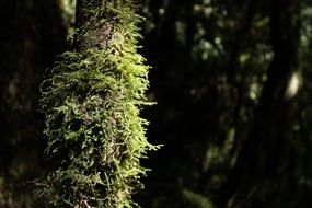 Green Nature Plant