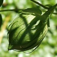 closeup view of Green Cotton Boll