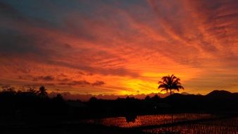Tree Silhouette red sunset