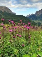 purple thistle bloom at the foot of the mountains