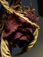 red Dried Rose close up