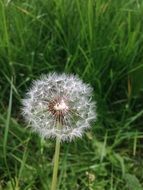 white dandelion flower in green grass